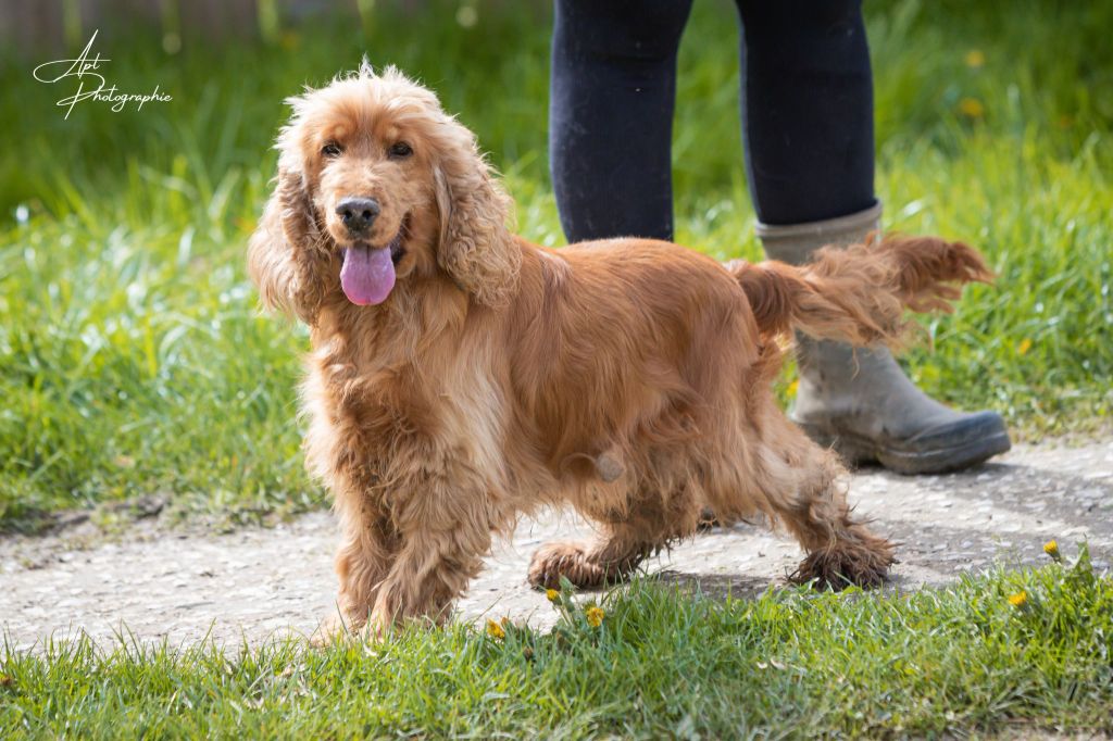 Les Cocker Spaniel Anglais de l'affixe De l'orée du bois de la raminerie