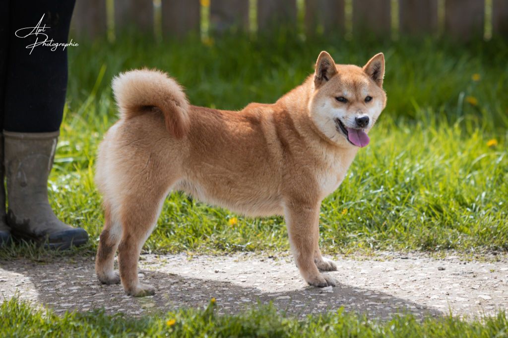 Les Shiba de l'affixe De l'orée du bois de la raminerie