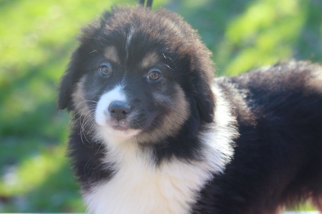 De l'orée du bois de la raminerie - Chiot disponible  - Berger Australien