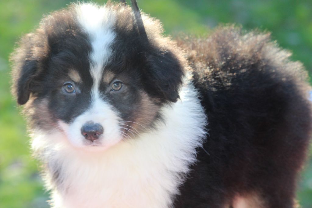 De l'orée du bois de la raminerie - Chiot disponible  - Berger Australien