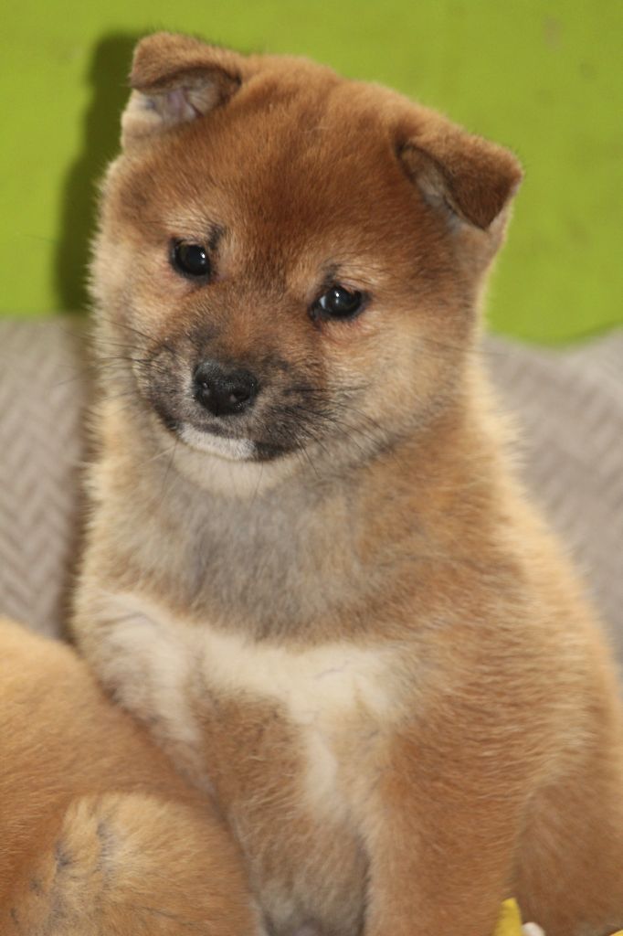 De l'orée du bois de la raminerie - Chiot disponible  - Shiba