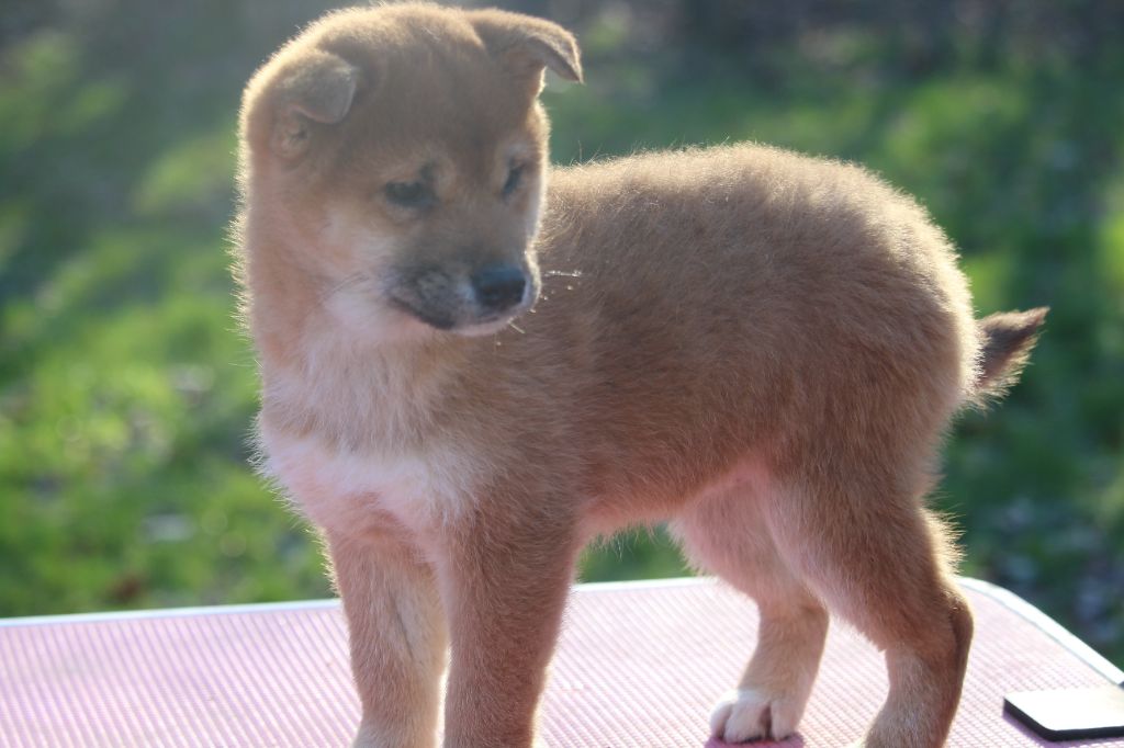 De l'orée du bois de la raminerie - Chiot disponible  - Shiba