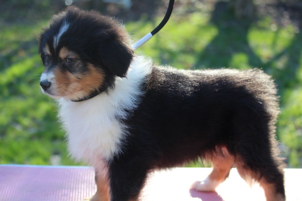 De l'orée du bois de la raminerie - Chiot disponible  - Berger Australien