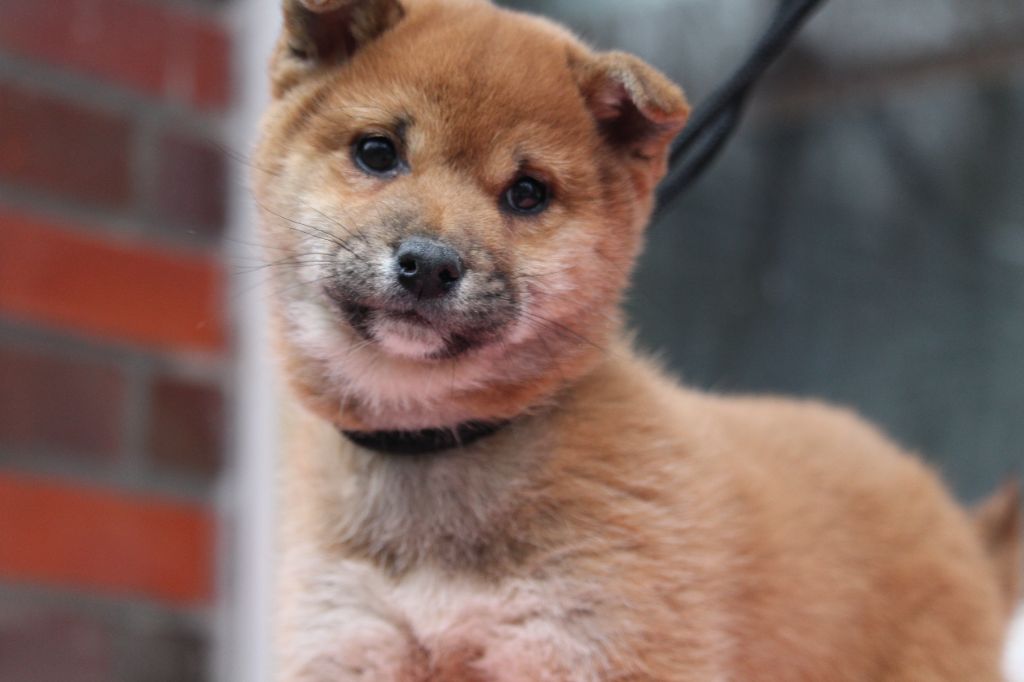 De l'orée du bois de la raminerie - Chiot disponible  - Shiba