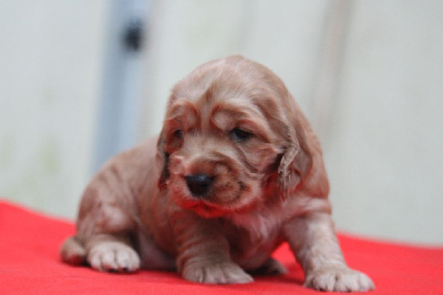 De l'orée du bois de la raminerie - Cocker Spaniel Anglais - Portée née le 09/10/2024