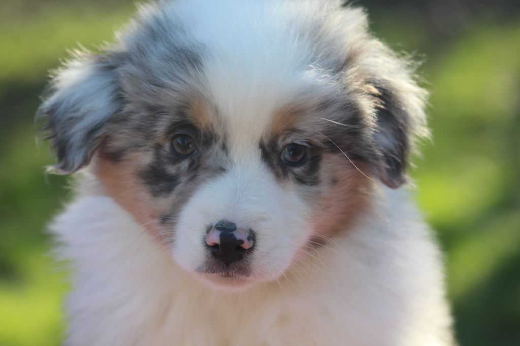 De l'orée du bois de la raminerie - Chiot disponible  - Berger Australien