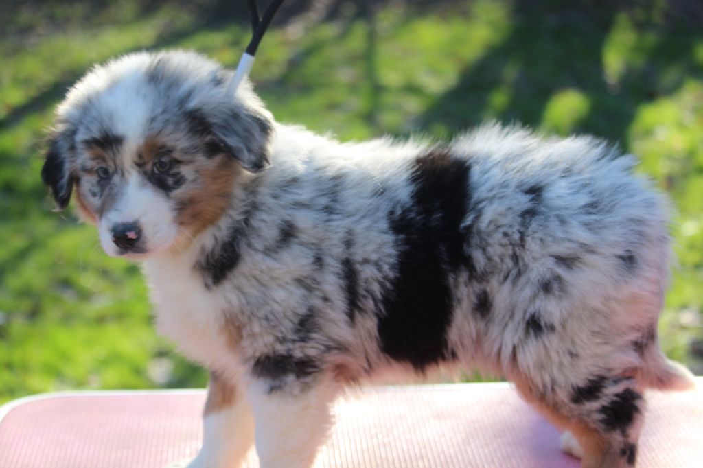 De l'orée du bois de la raminerie - Chiot disponible  - Berger Australien