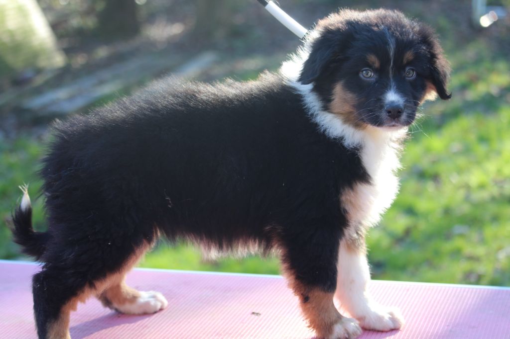 De l'orée du bois de la raminerie - Chiot disponible  - Berger Australien