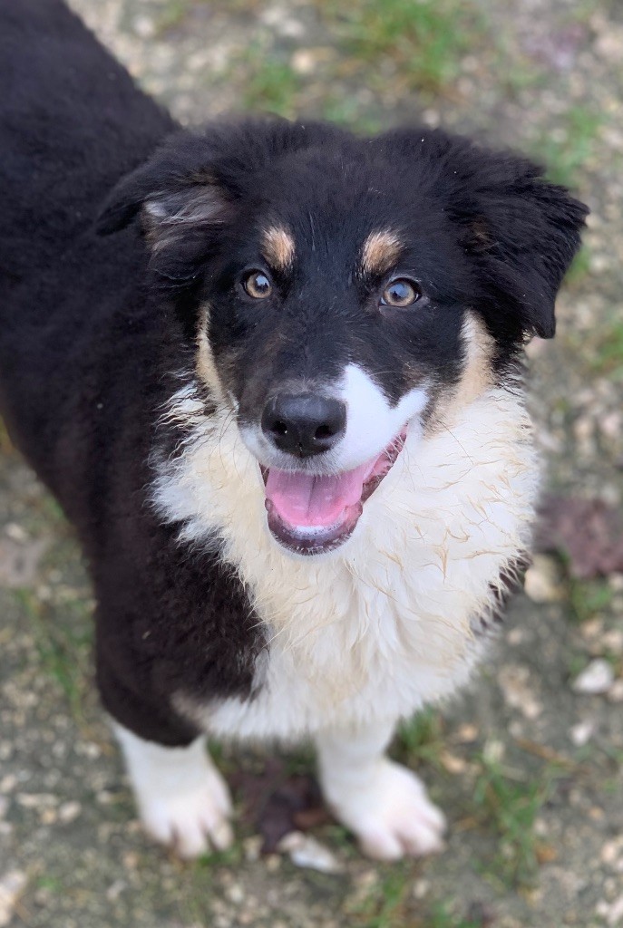 De l'orée du bois de la raminerie - Chiot disponible  - Berger Australien