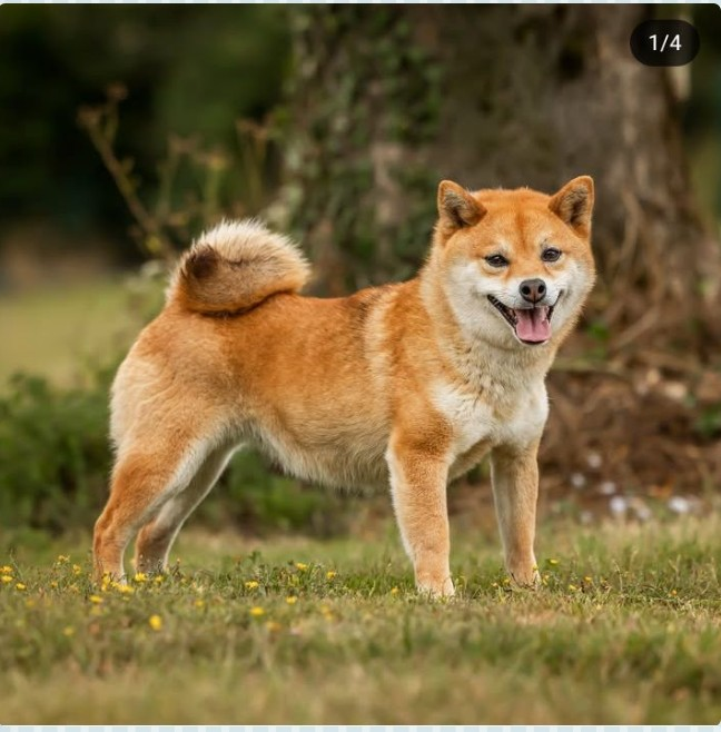 Pékin Des Brumes de Brocéliande