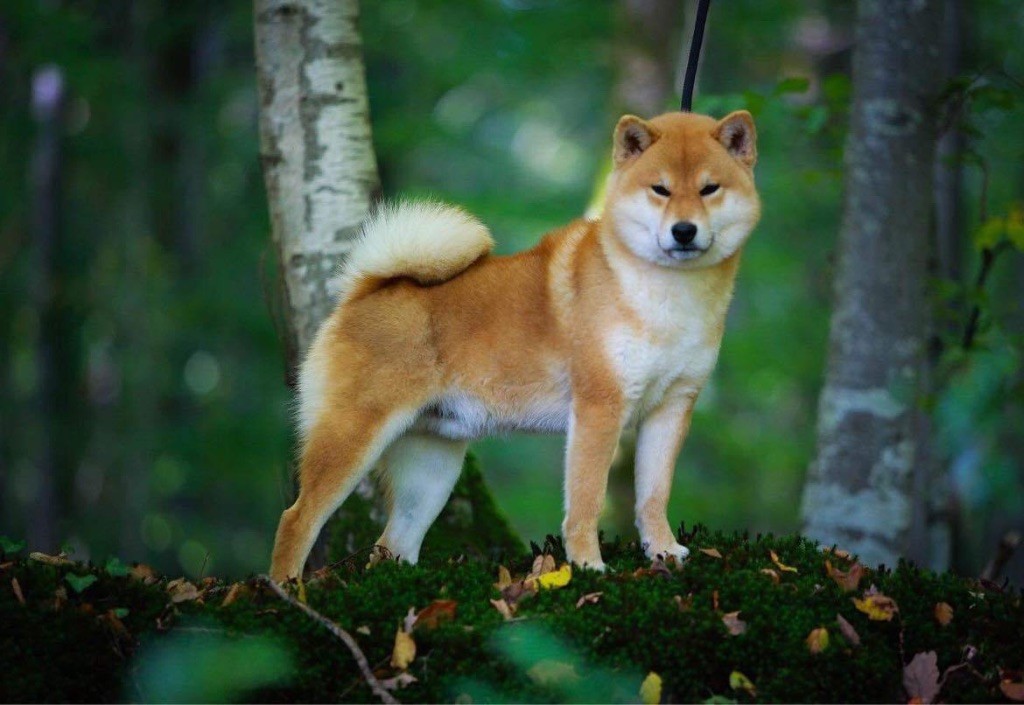 CH. Shin gen ryuu Go shun'you kensha