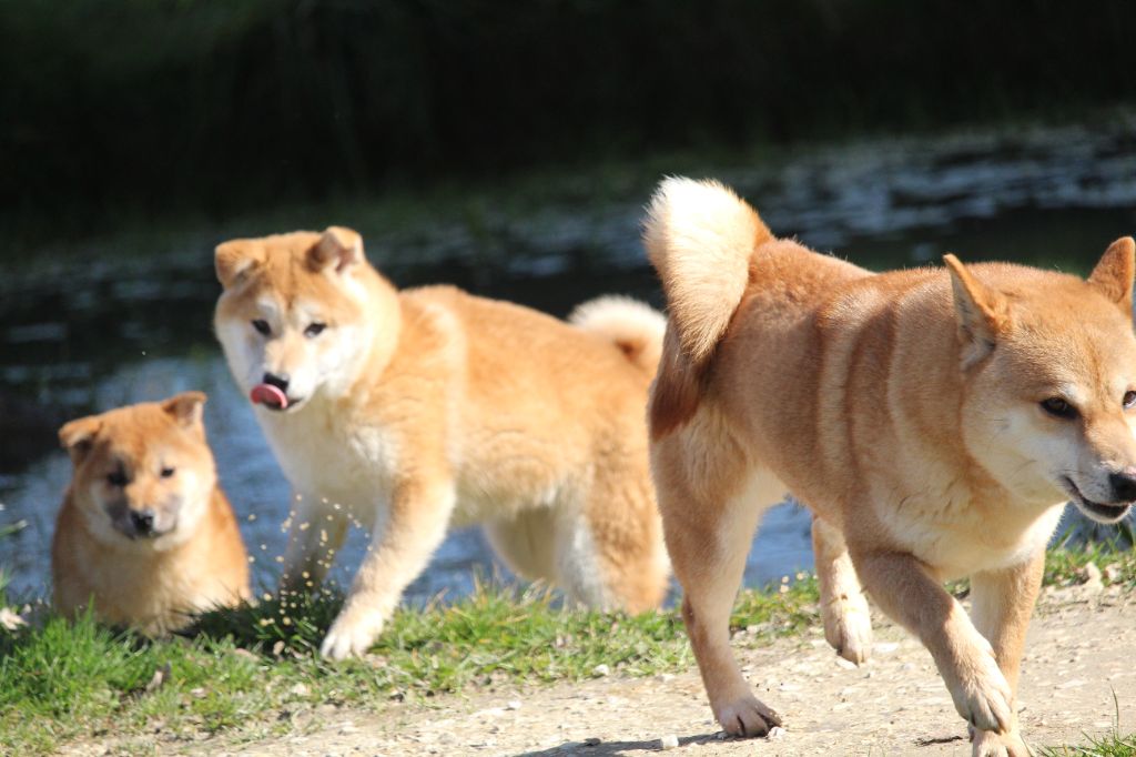 SHIBAS Femelle disponible