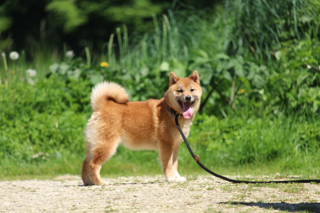 SHIBA Femelle disponible