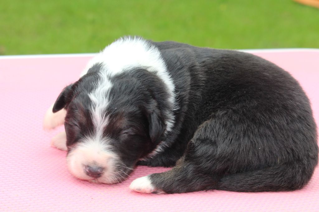 De l'orée du bois de la raminerie - Chiots disponibles - Berger Australien