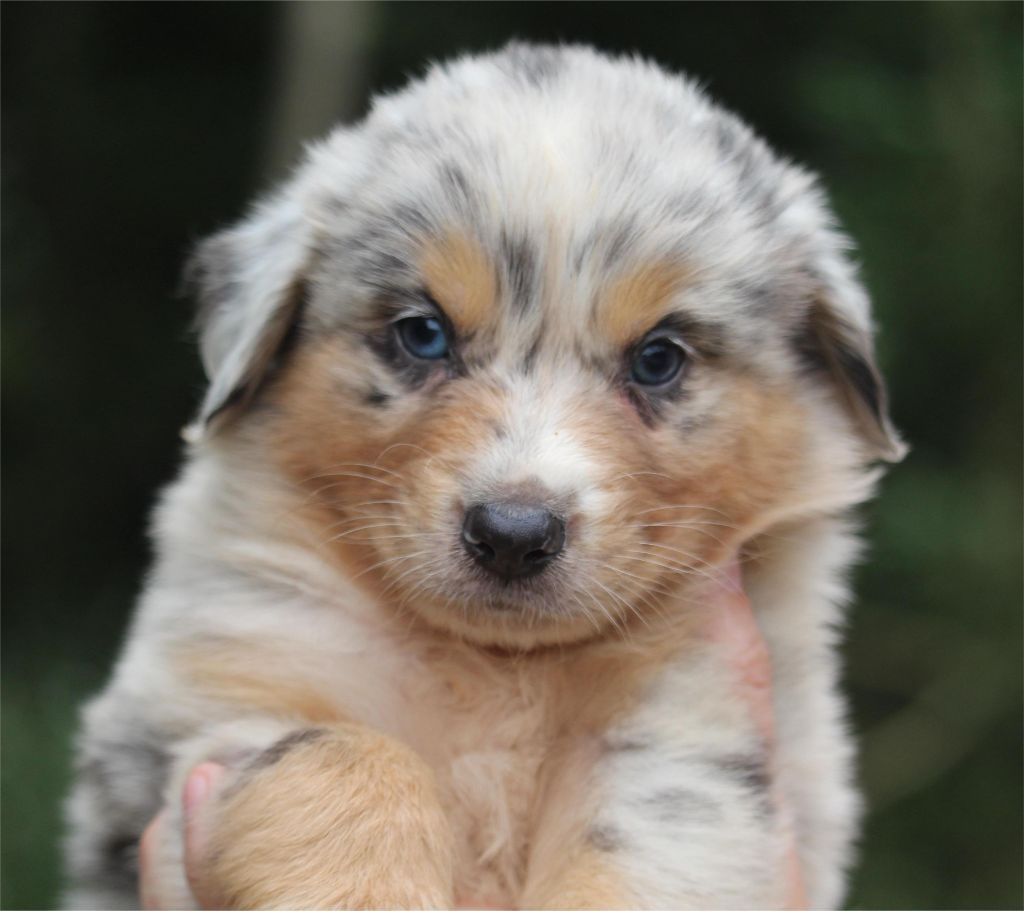 De l'orée du bois de la raminerie - Chiots disponibles - Berger Australien
