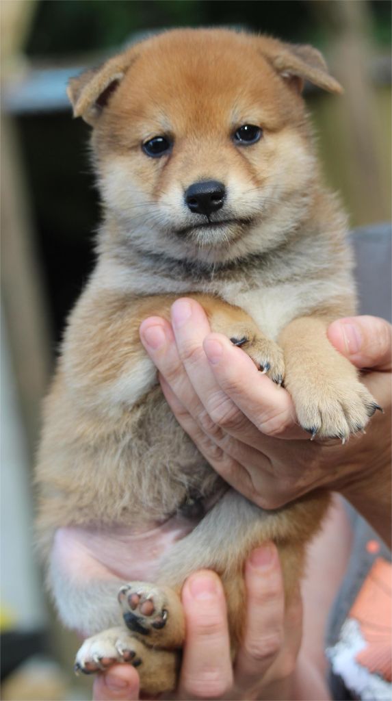 De l'orée du bois de la raminerie - Chiots disponibles - Shiba