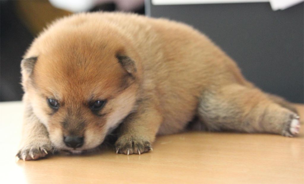 De l'orée du bois de la raminerie - Chiots disponibles - Shiba