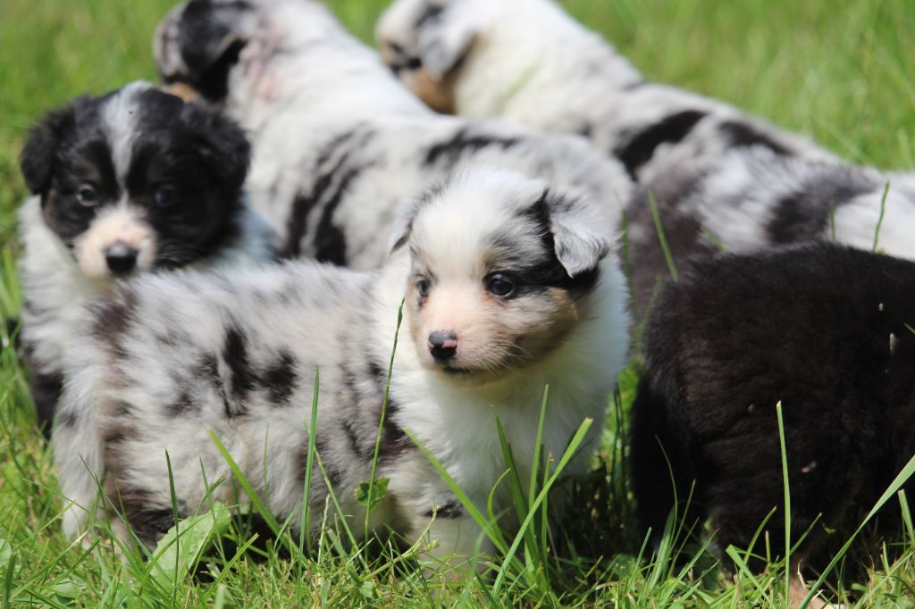 Chiot Berger Australien De l'orée du bois de la raminerie
