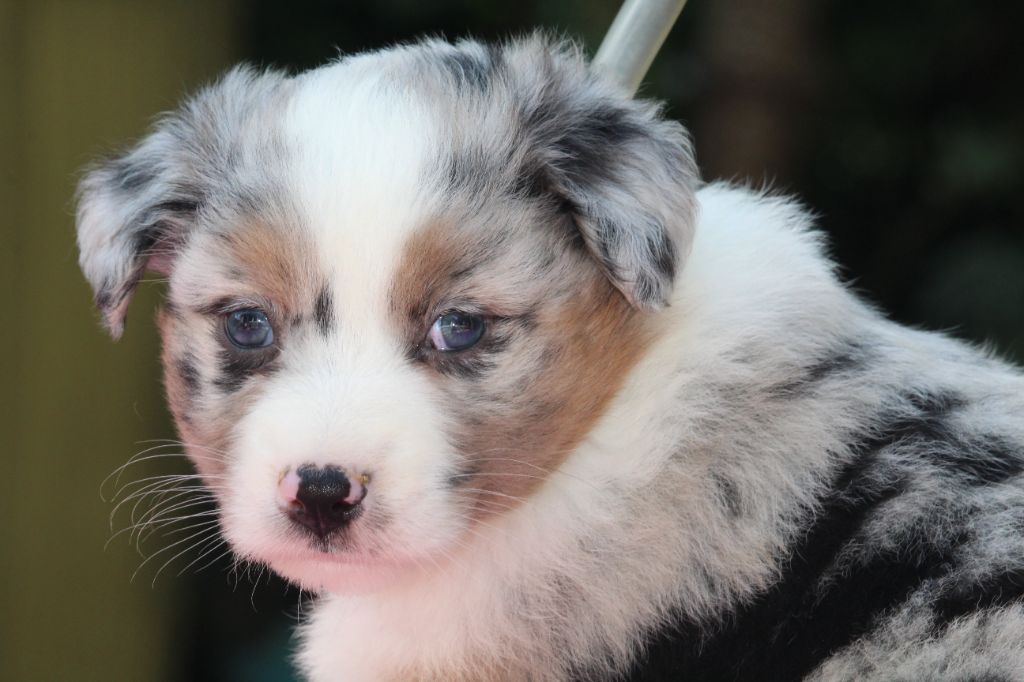 De l'orée du bois de la raminerie - Chiots disponibles - Berger Australien
