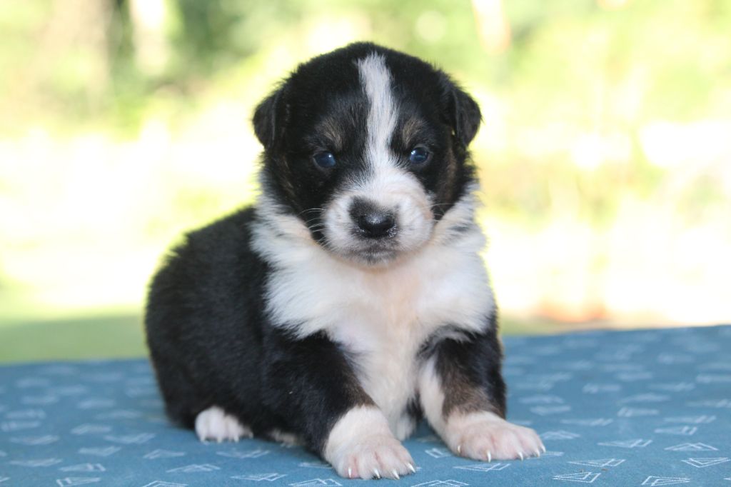 De l'orée du bois de la raminerie - Chiots disponibles - Berger Australien
