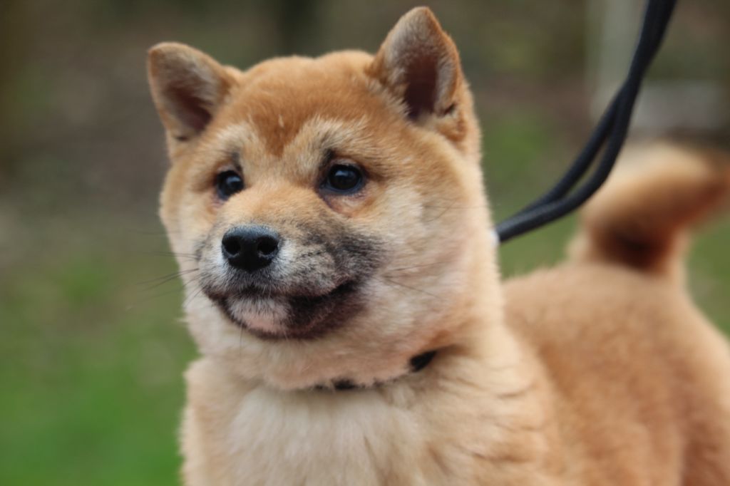 De l'orée du bois de la raminerie - Chiots disponibles - Shiba