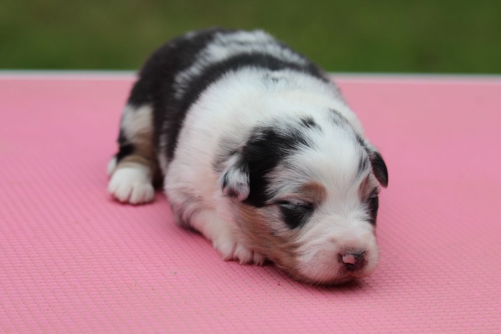 De l'orée du bois de la raminerie - Chiots disponibles - Berger Australien