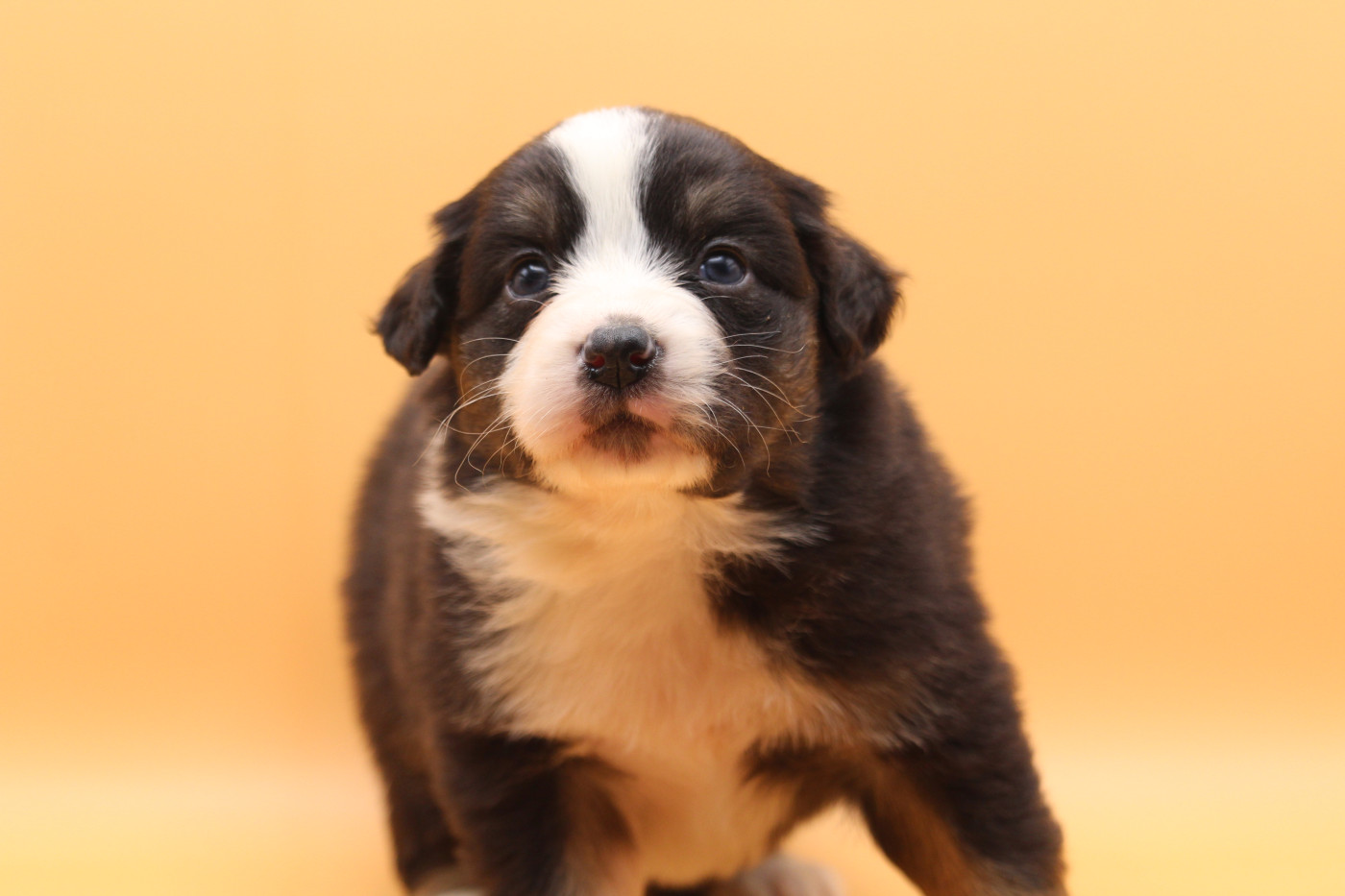 De l'orée du bois de la raminerie - Chiots disponibles - Berger Australien