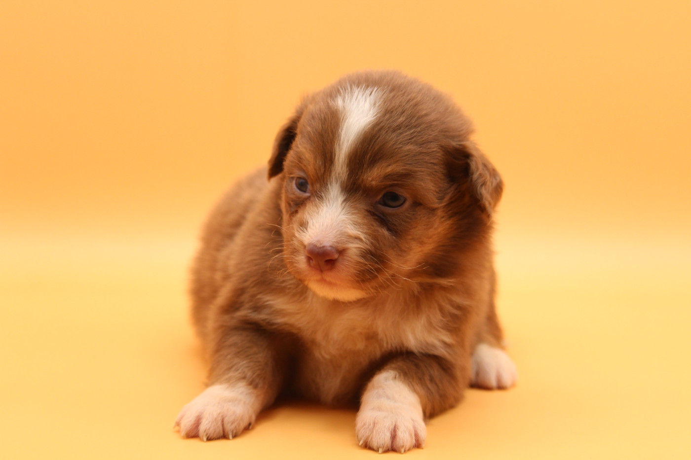 De l'orée du bois de la raminerie - Chiots disponibles - Berger Australien