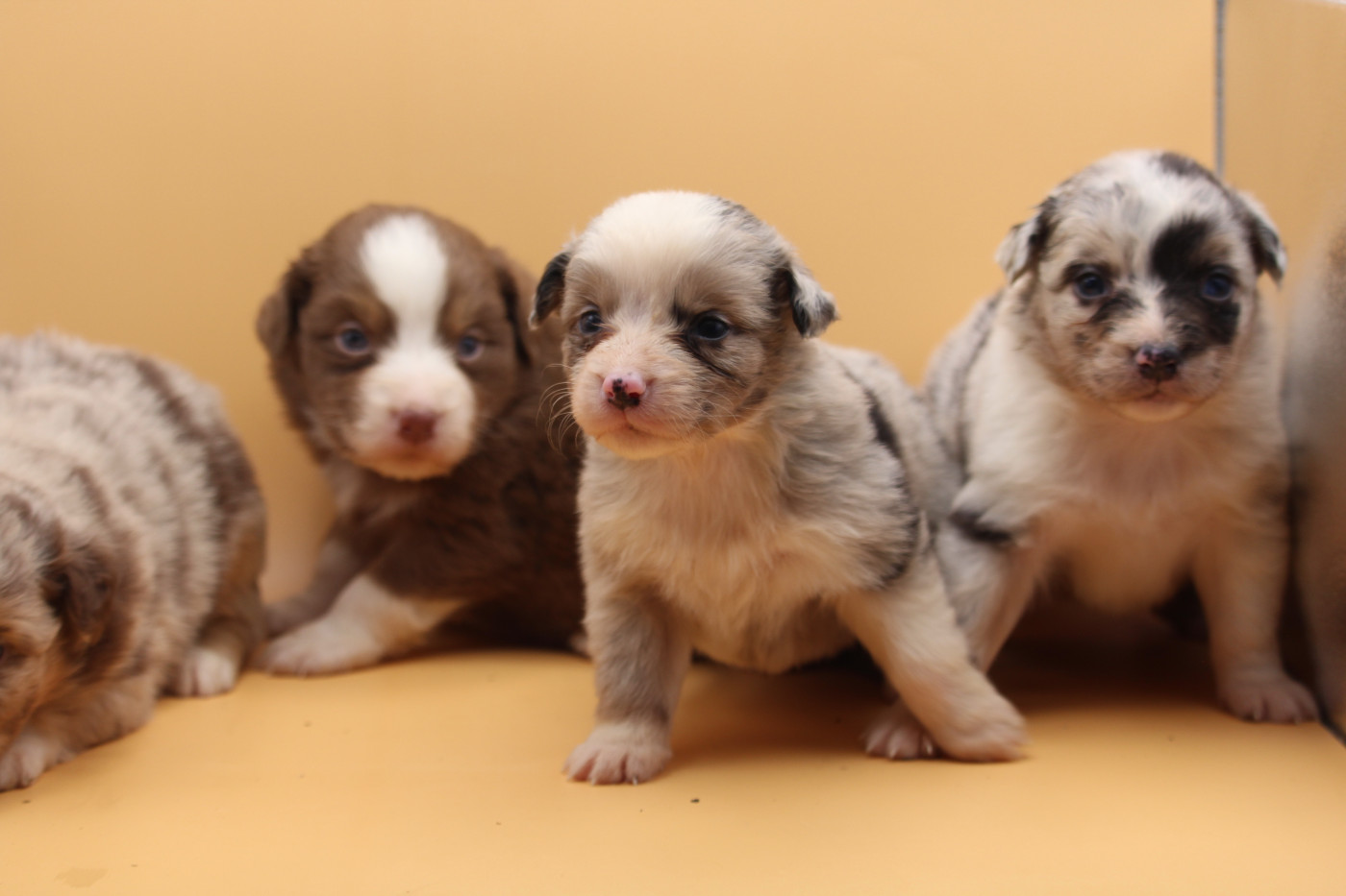 Chiot Berger Australien De l'orée du bois de la raminerie