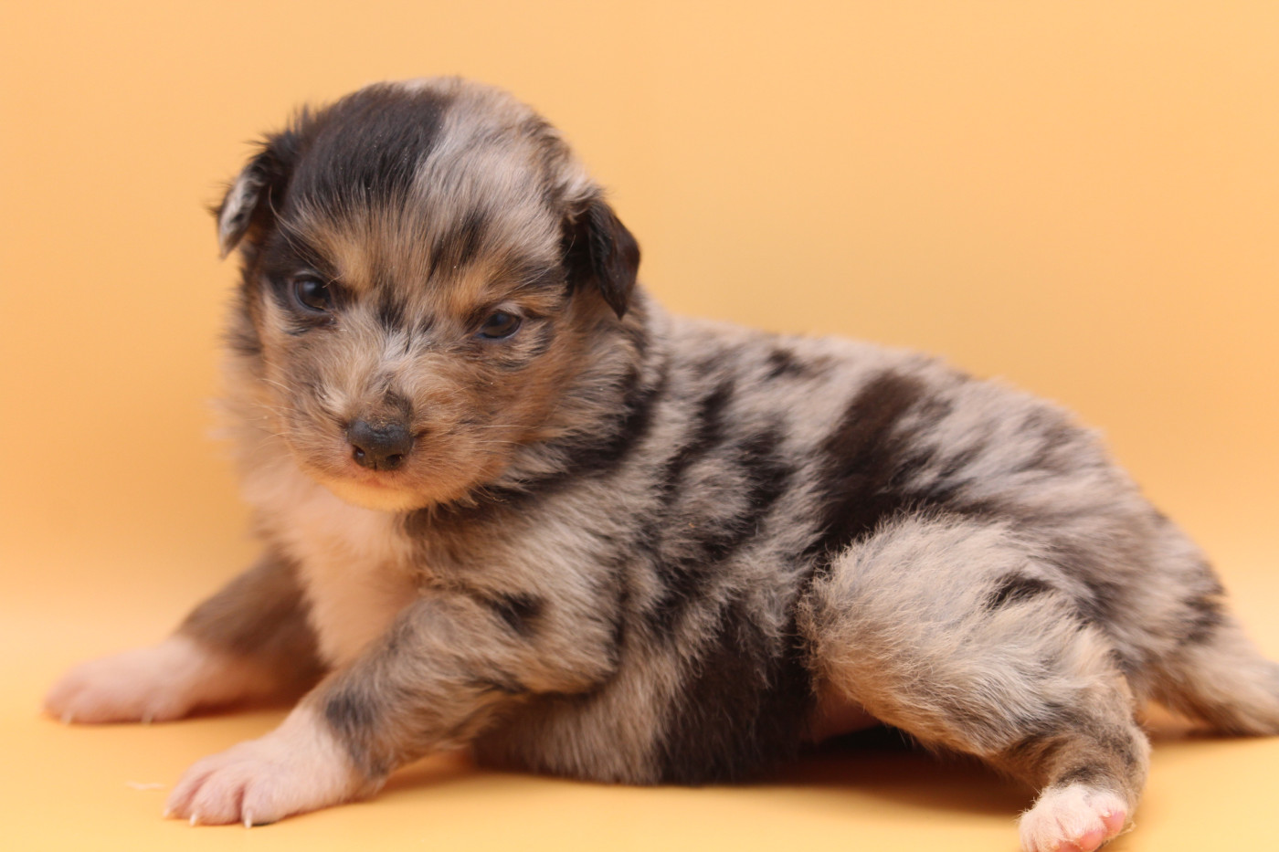 De l'orée du bois de la raminerie - Chiots disponibles - Berger Australien