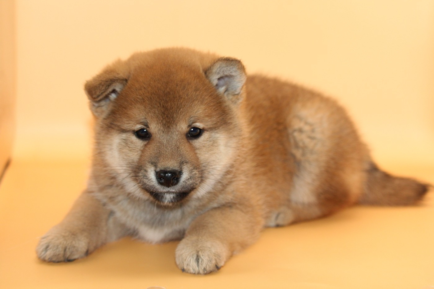 De l'orée du bois de la raminerie - Shiba - Portée née le 31/08/2025