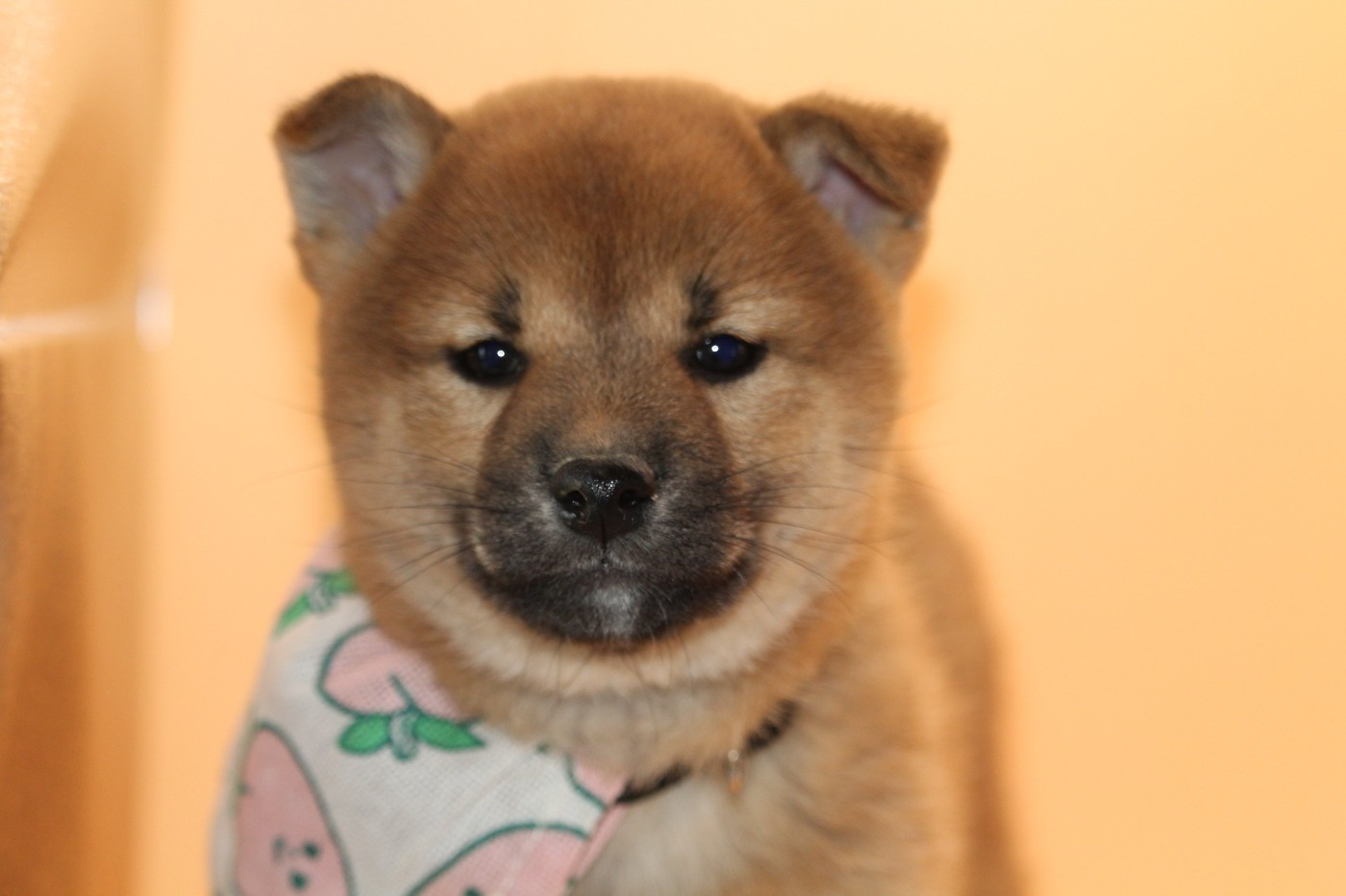 De l'orée du bois de la raminerie - Chiots disponibles - Shiba