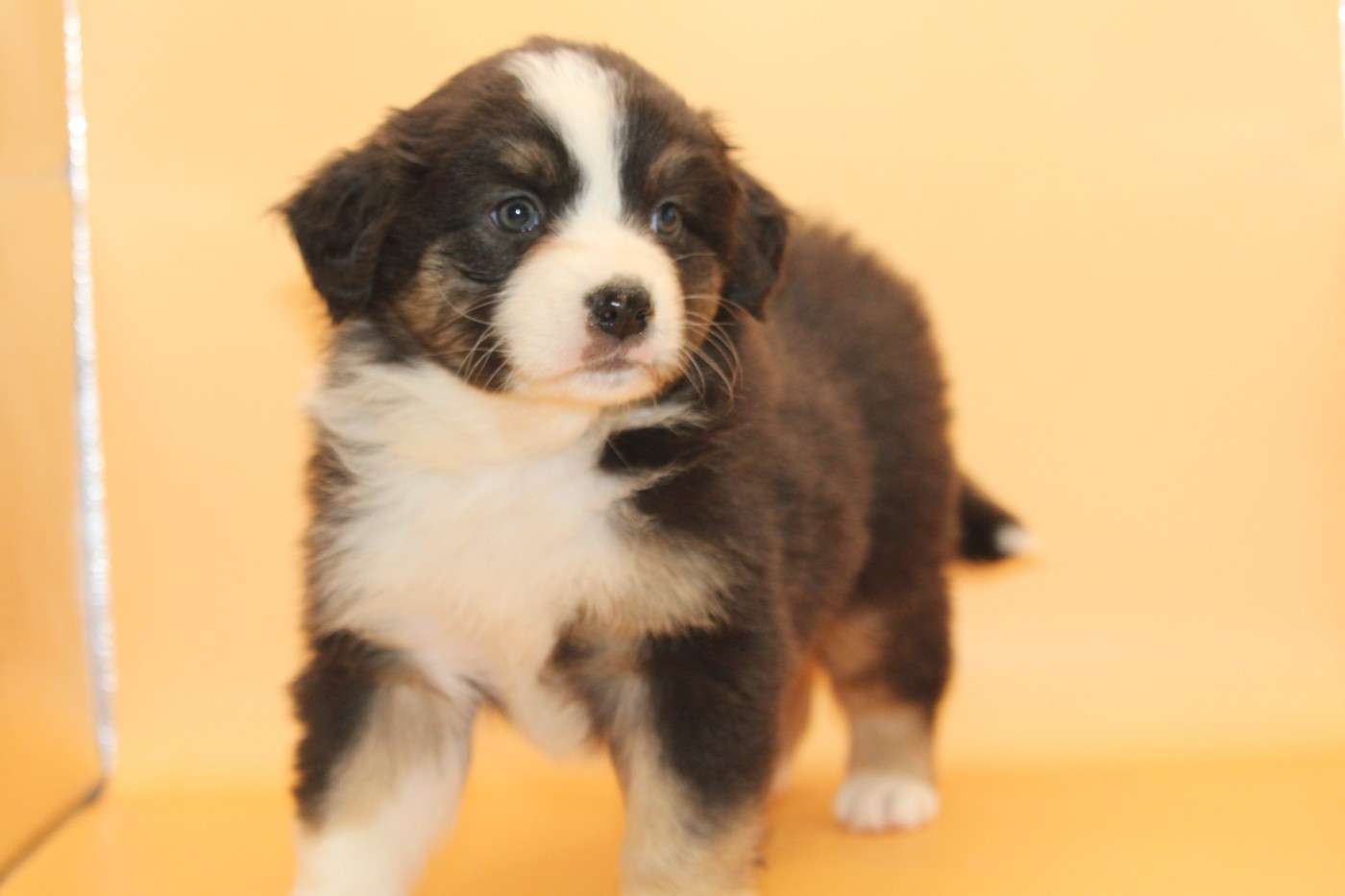 De l'orée du bois de la raminerie - Chiots disponibles - Berger Australien