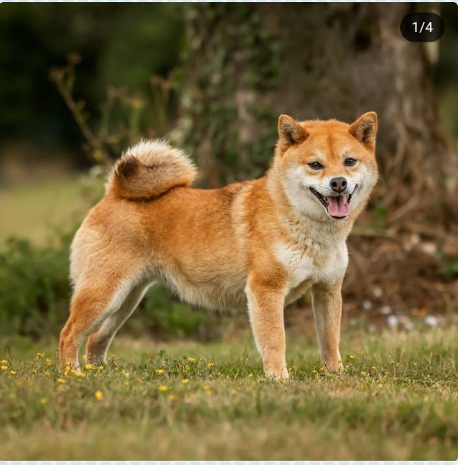 De l'orée du bois de la raminerie - Shiba - Portée née le 14/10/2025
