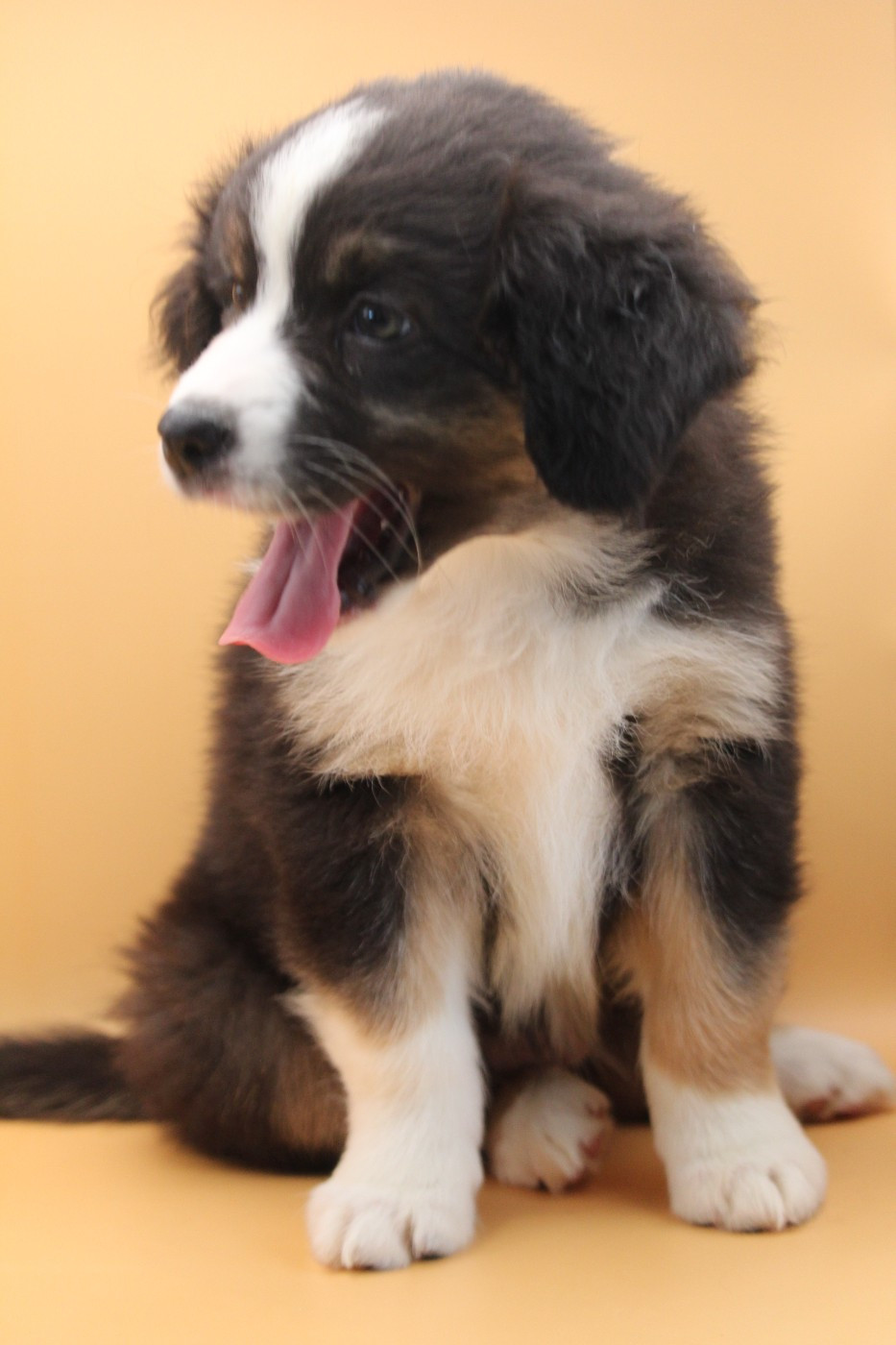 De l'orée du bois de la raminerie - Chiots disponibles - Berger Australien