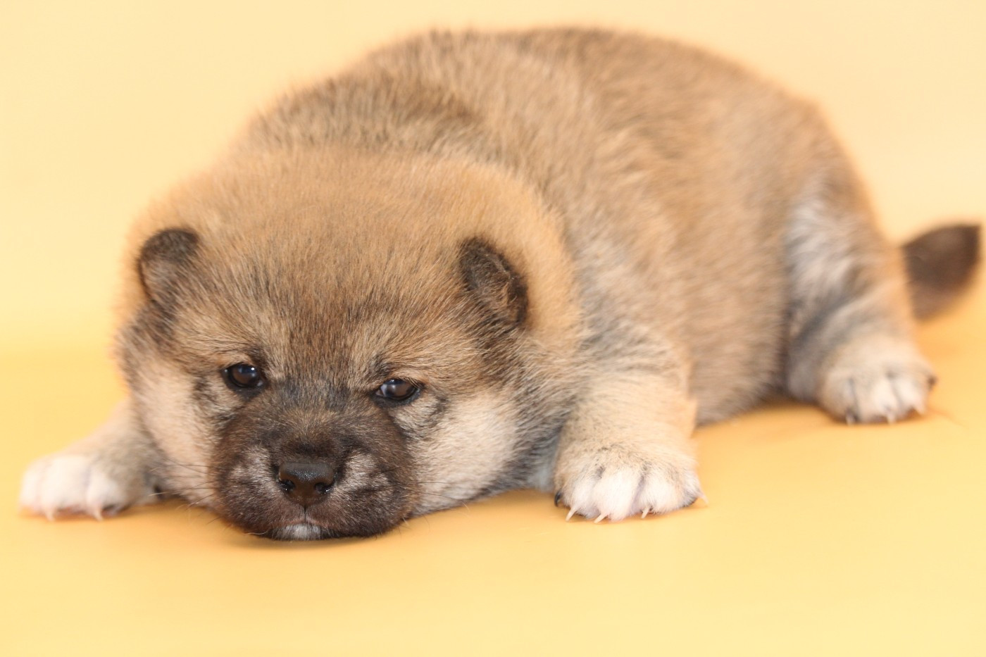 De l'orée du bois de la raminerie - Shiba - Portée née le 14/10/2025