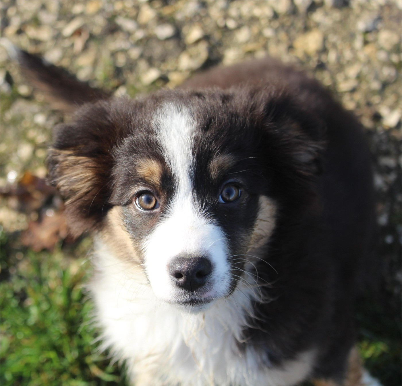 De l'orée du bois de la raminerie - Chiots disponibles - Berger Australien