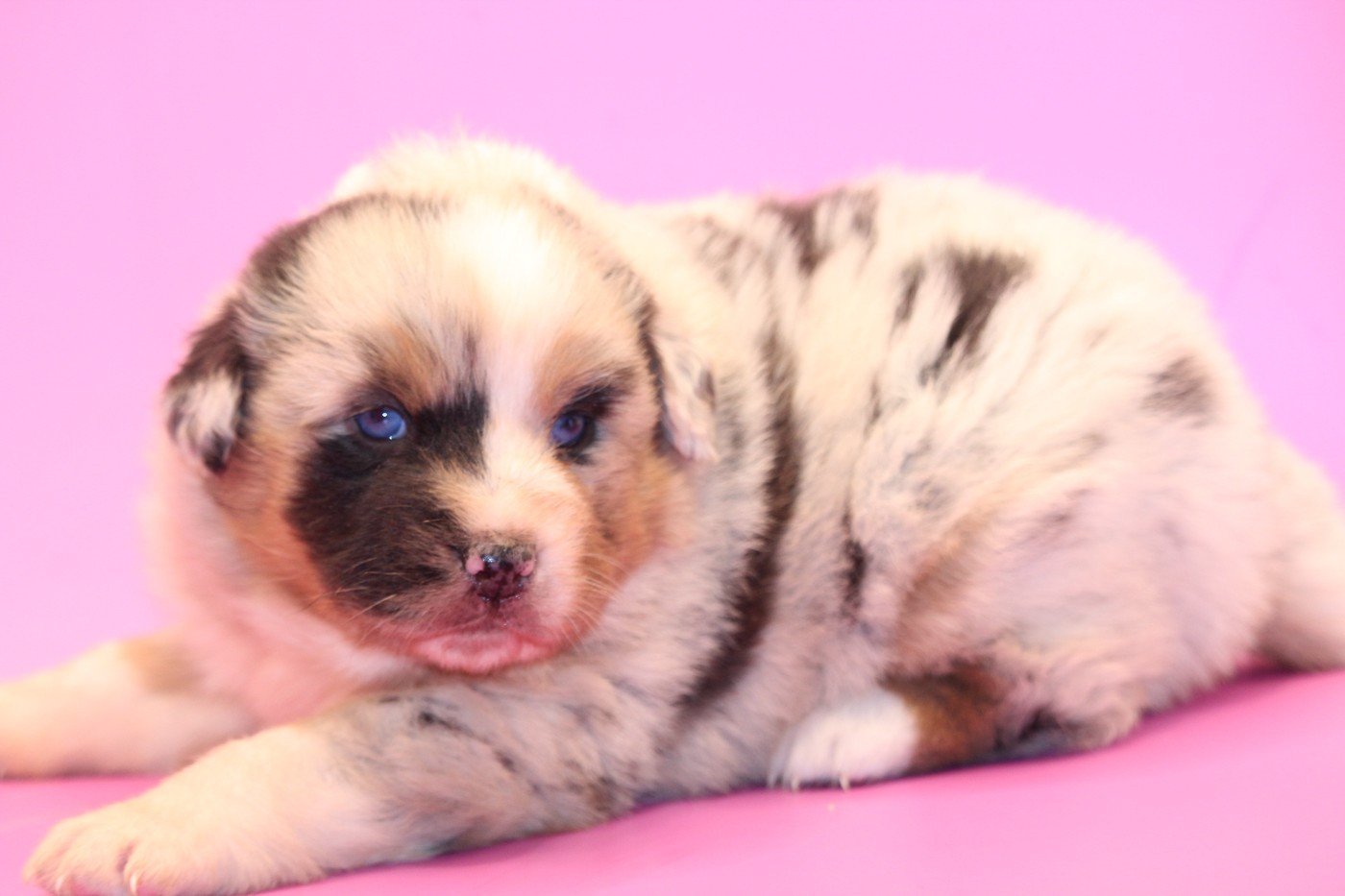 De l'orée du bois de la raminerie - Chiots disponibles - Berger Australien