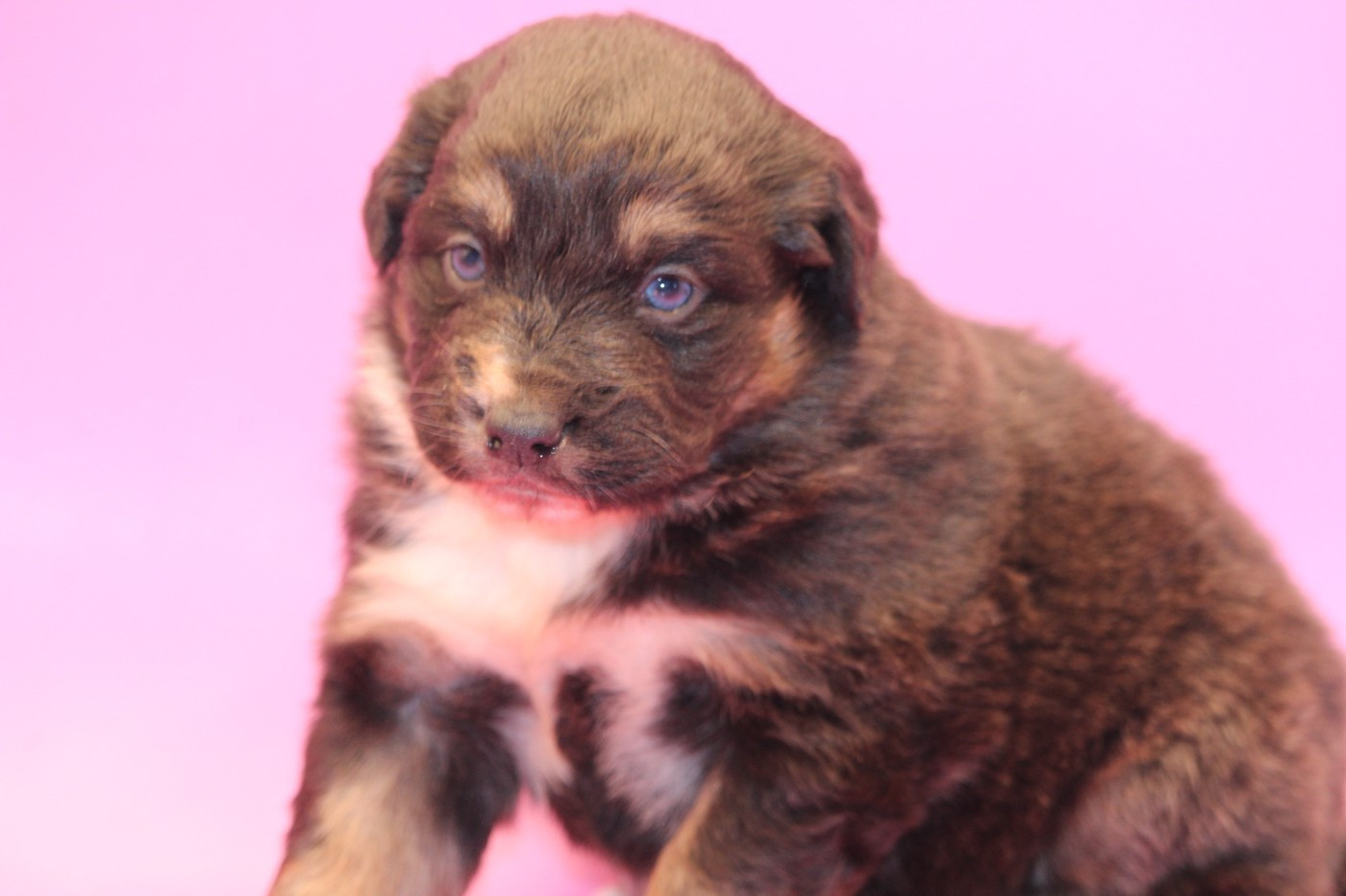 De l'orée du bois de la raminerie - Chiots disponibles - Berger Australien