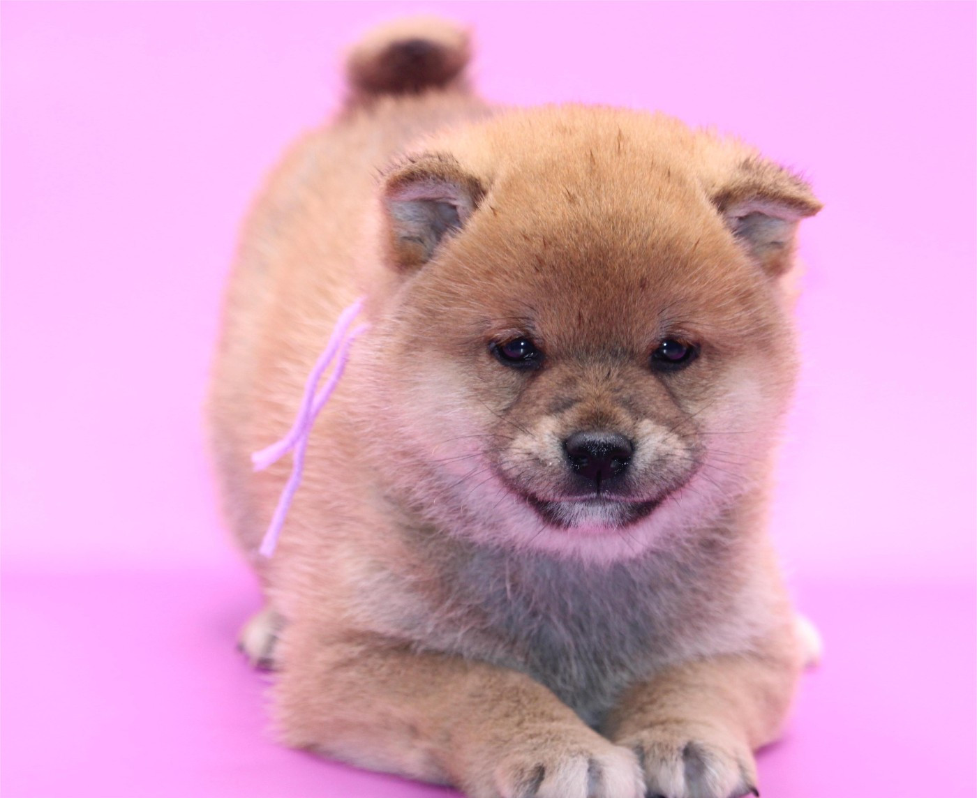 De l'orée du bois de la raminerie - Chiots disponibles - Shiba