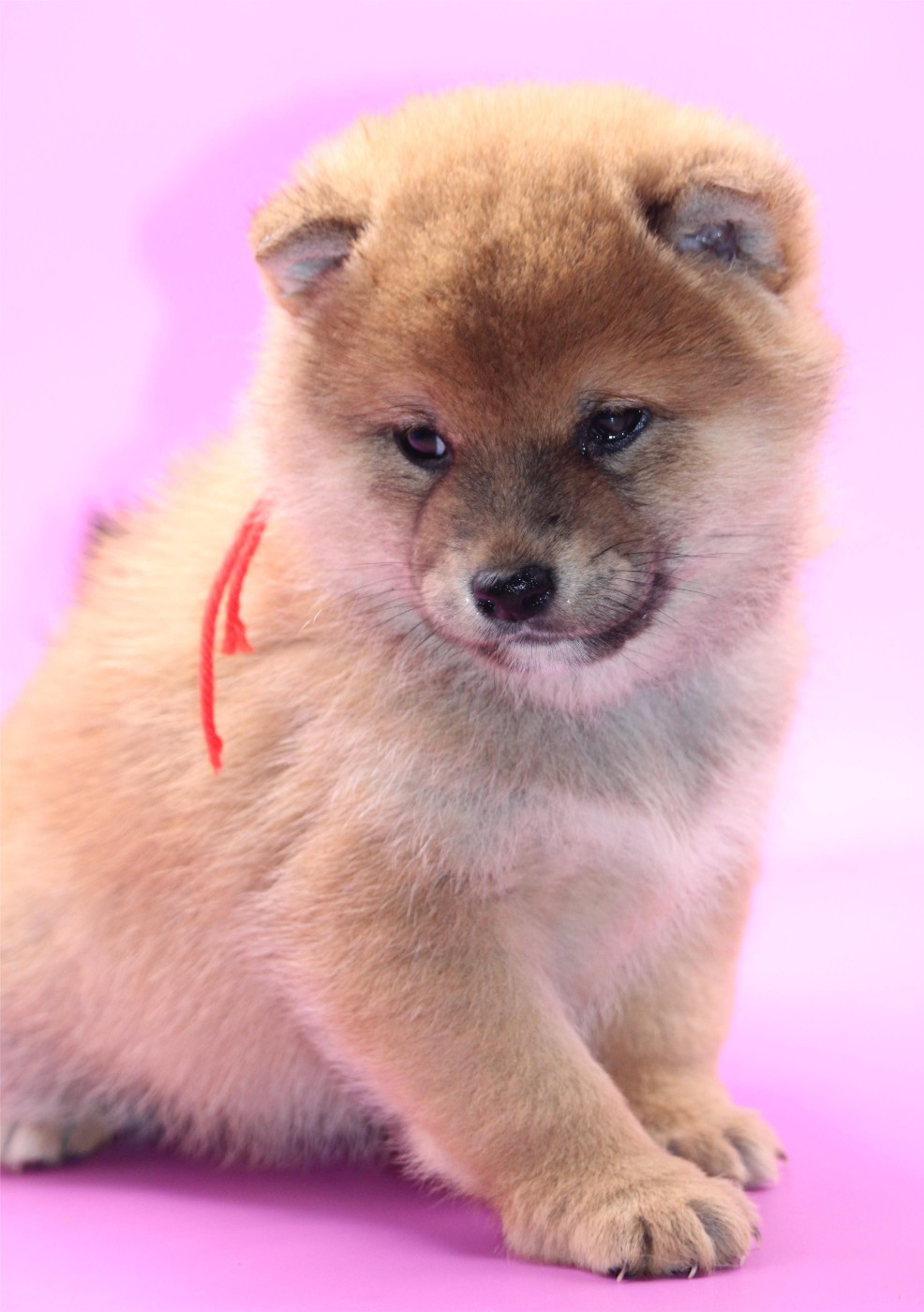 De l'orée du bois de la raminerie - Chiots disponibles - Shiba