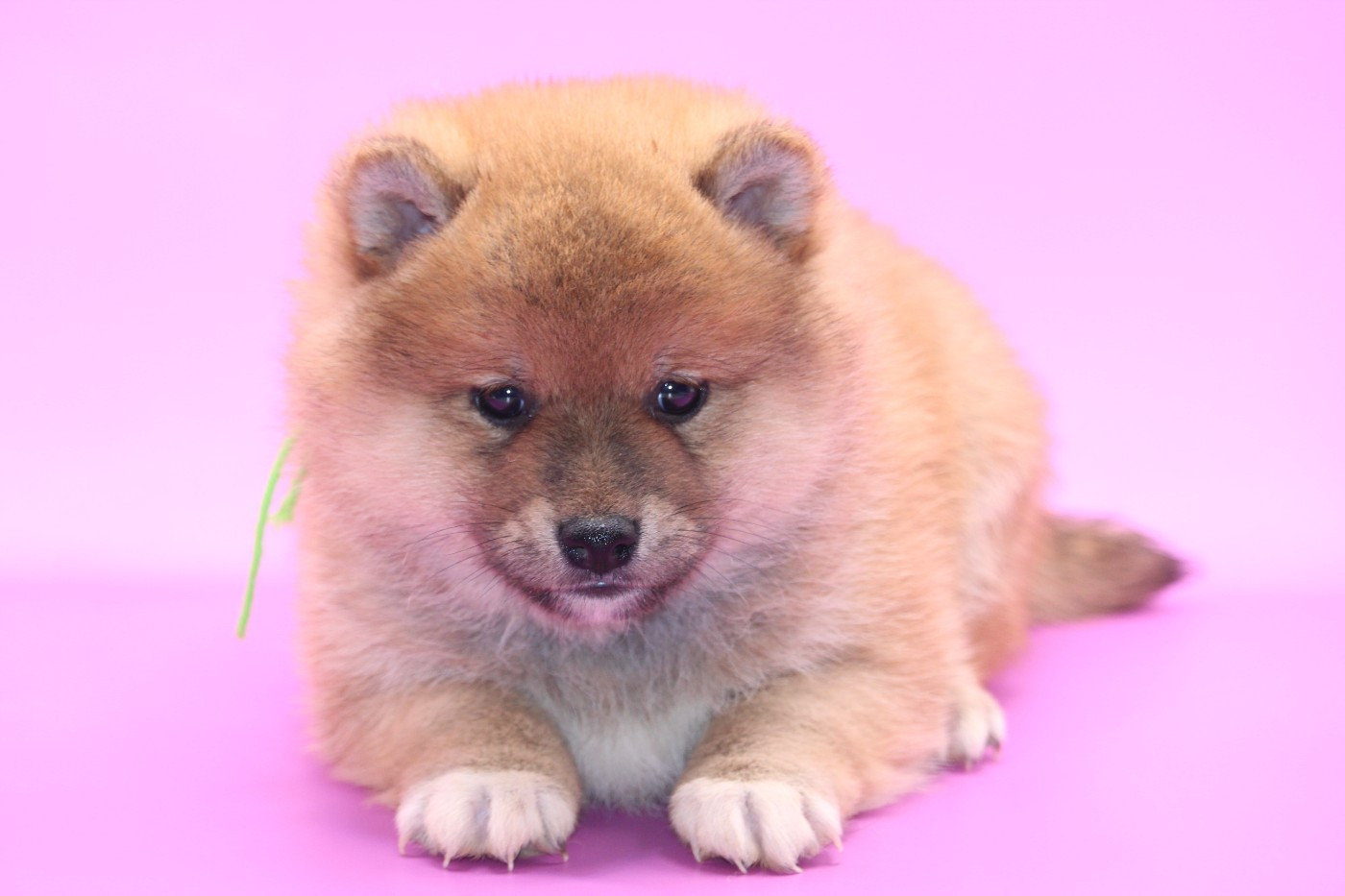 De l'orée du bois de la raminerie - Chiots disponibles - Shiba