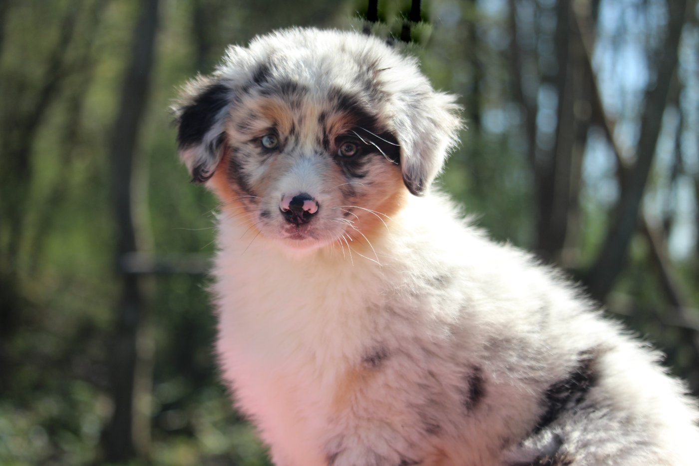 De l'orée du bois de la raminerie - Chiots disponibles - Berger Australien