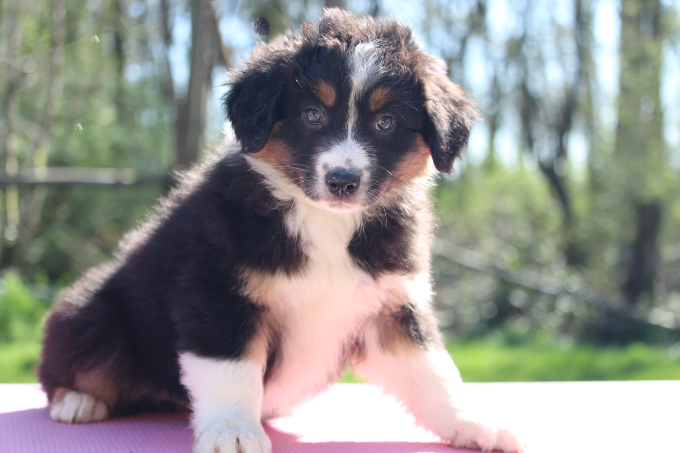 De l'orée du bois de la raminerie - Chiots disponibles - Berger Australien