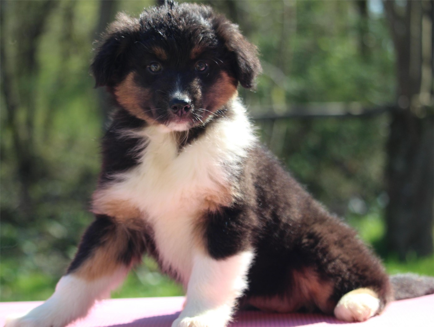 De l'orée du bois de la raminerie - Chiots disponibles - Berger Australien