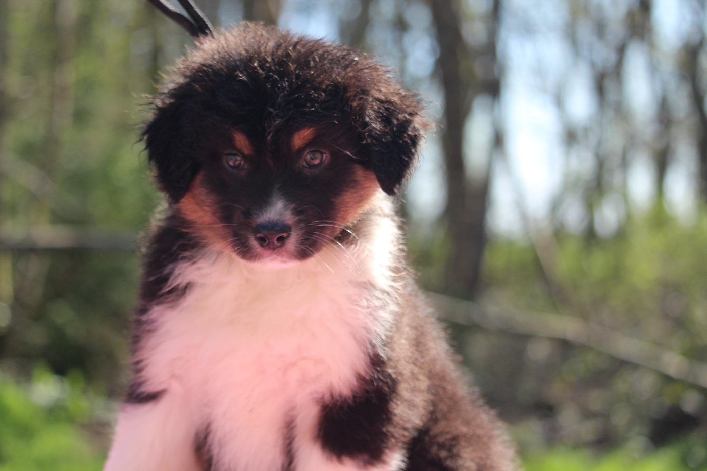 De l'orée du bois de la raminerie - Chiots disponibles - Berger Australien