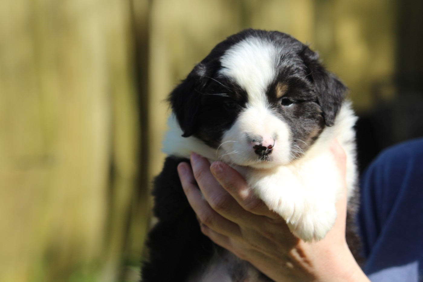 De l'orée du bois de la raminerie - Chiots disponibles - Berger Australien