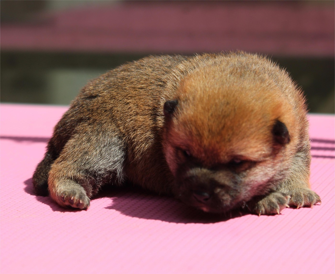 De l'orée du bois de la raminerie - Chiots disponibles - Shiba