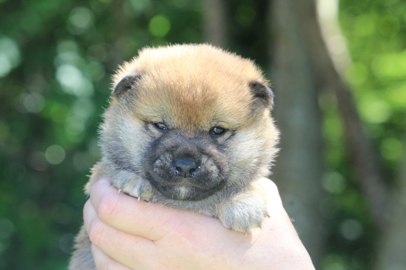 De l'orée du bois de la raminerie - Chiots disponibles - Shiba