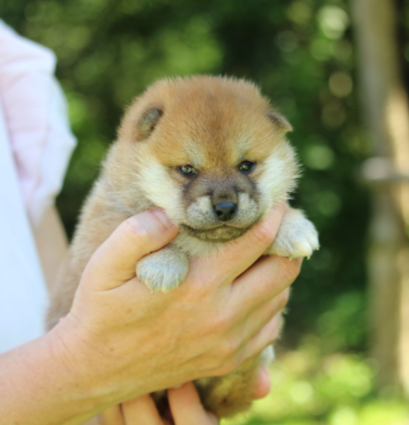 De l'orée du bois de la raminerie - Chiots disponibles - Shiba
